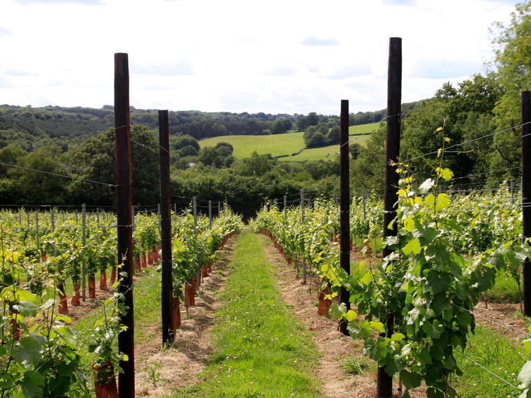 Busi Jacobsohn Wine Estate, Eridge Green, United Kingdom