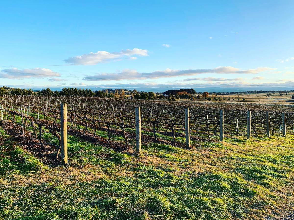 Lark Hill Winery winery in Bungendore