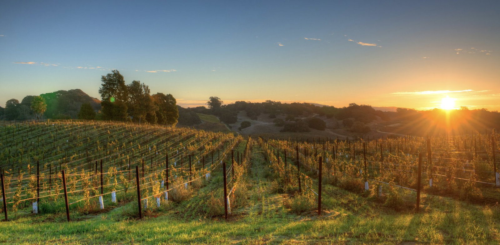 John Anthony Vineyards