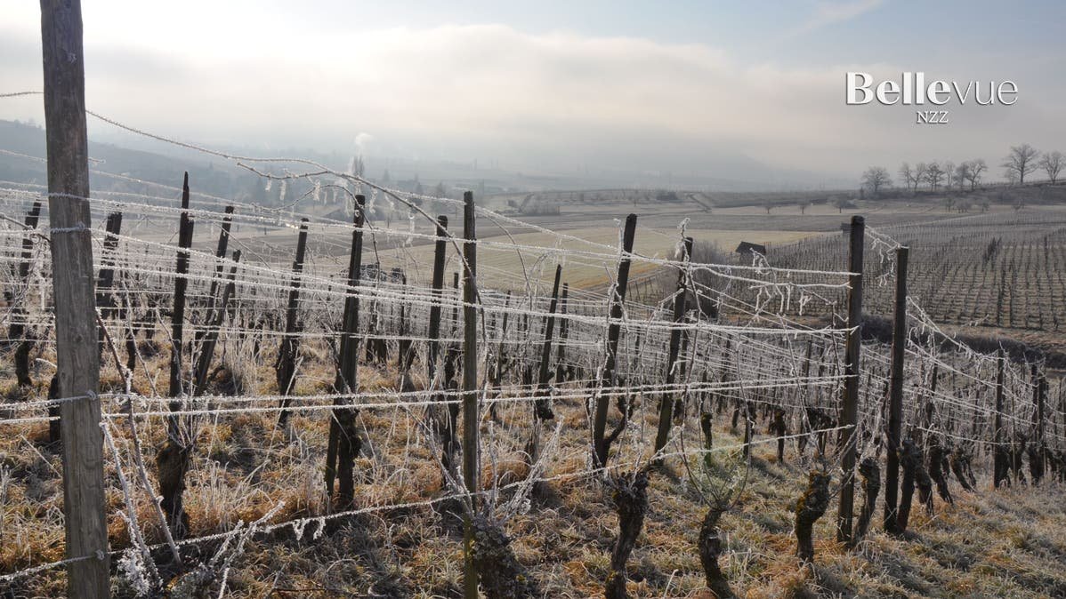 Baumann Weingut, Oberhallau, Switzerland