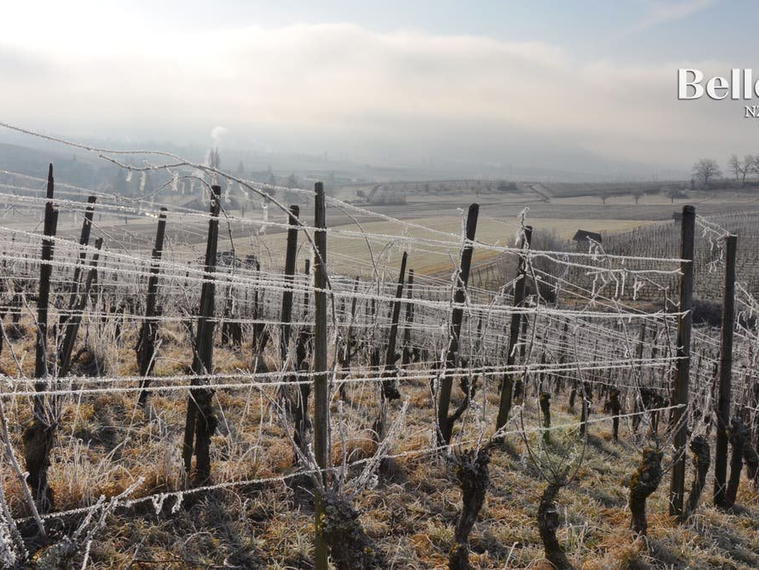 Baumann Weingut, Oberhallau, Switzerland