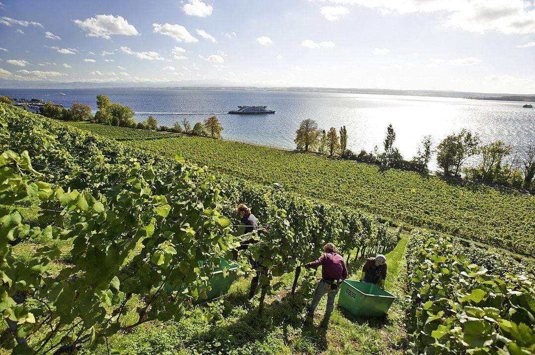 Staatsweingut Meersburg winery in Meersburg
