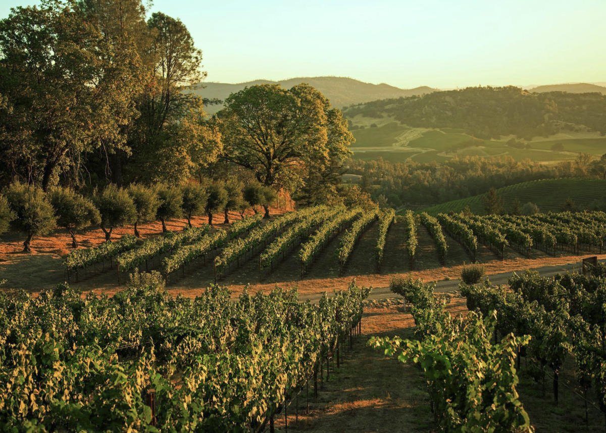 Amici Cellars winery in Rutherford, United States