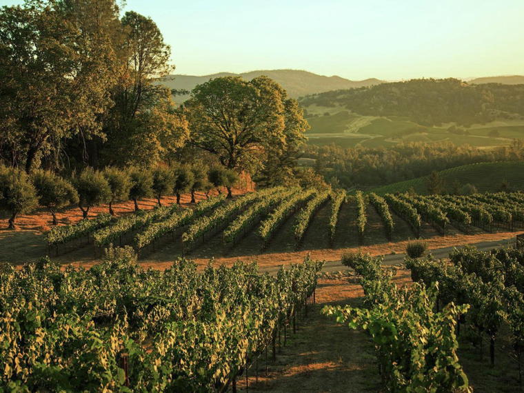 Amici Cellars, Rutherford, United States