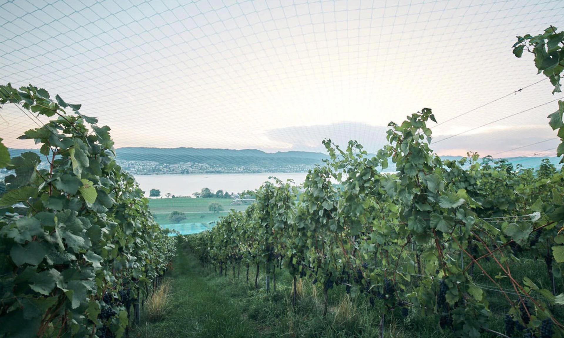 Schwarzenbach Weinbau winery in Meilen