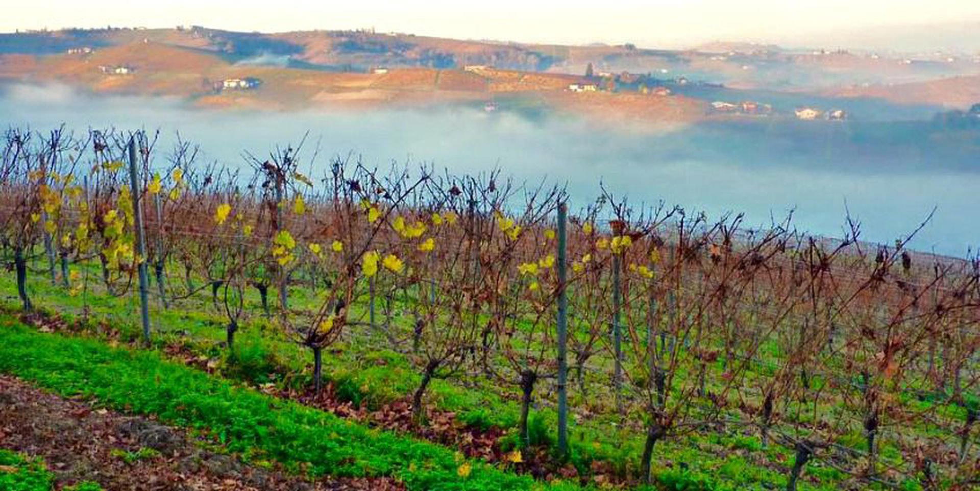 Dacapo Ca ed Balos winery winery in Agliano Terme