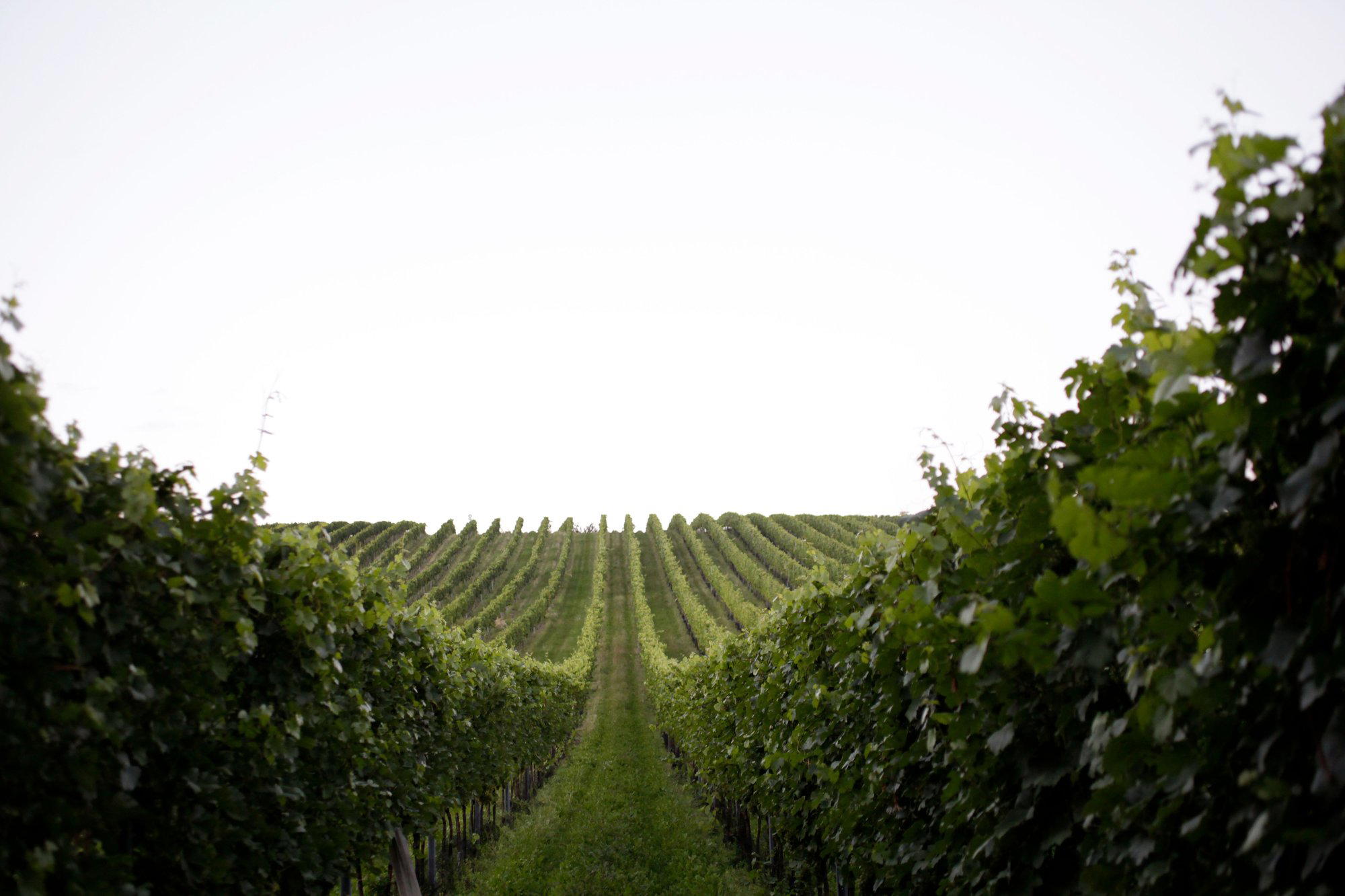 Bioweingut Zirnsack winery in Sierndorf An Der March