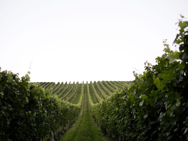 Bioweingut Zirnsack, Sierndorf An Der March, Austria
