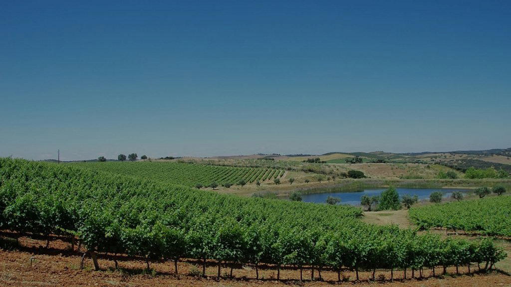 Herdade das Mouras de Arraiolos winery in Arraiolos
