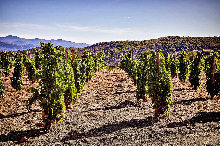 Bodega Marañones, Winery in Pelayos De La Presa