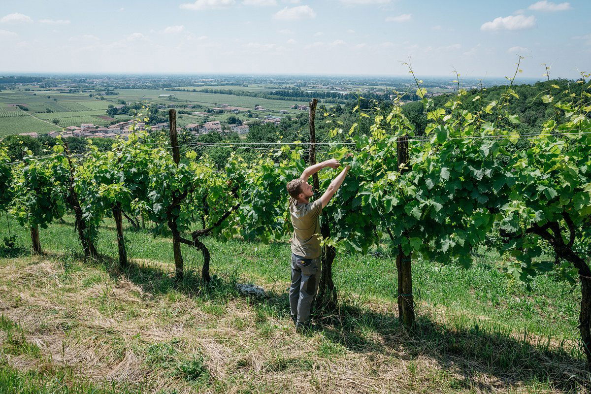Bresolin Bio, Winery in Maser