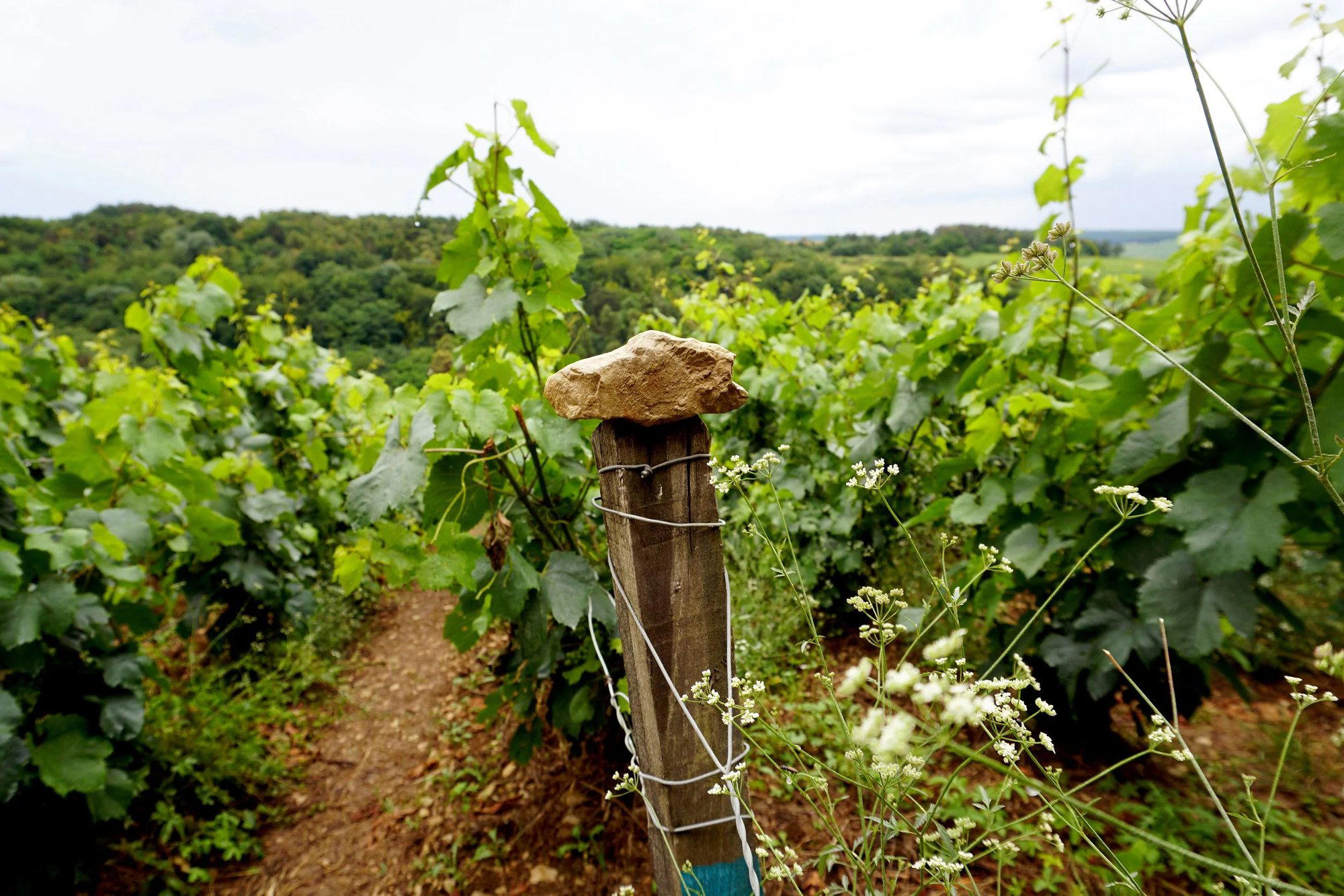 Champagne Brocard Pierre winery in Celles-sur-Ource, France