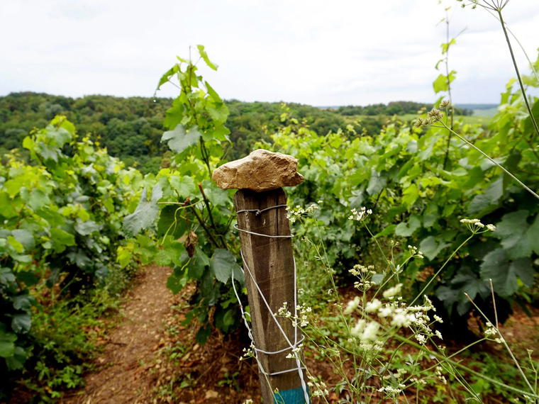 Champagne Brocard Pierre, Celles-sur-Ource, France