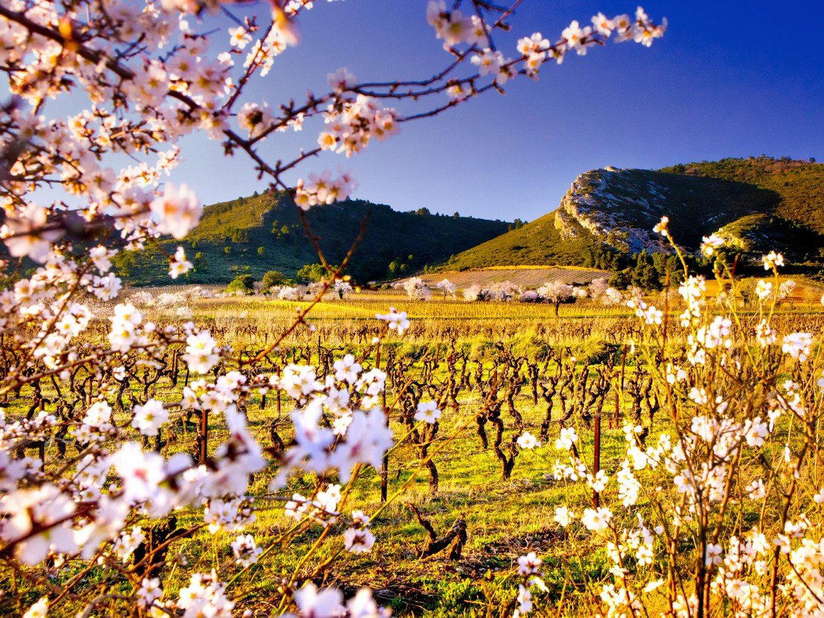 Château Ollieux Romanis winery in Montseret