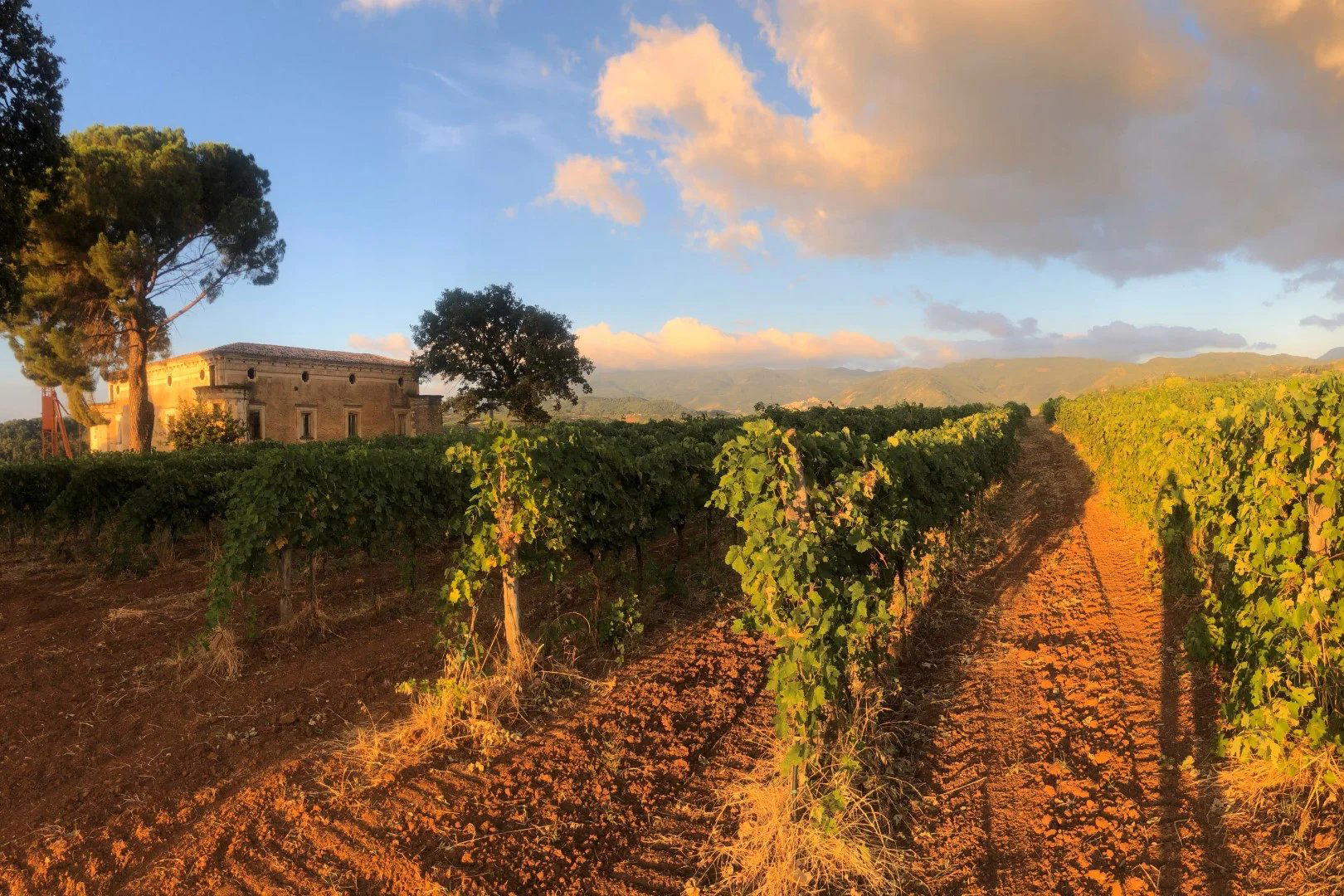 Tenute Pacelli winery in Malvito