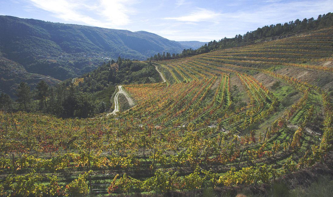 Bodegas Gallegas winery in Ourense, Spain