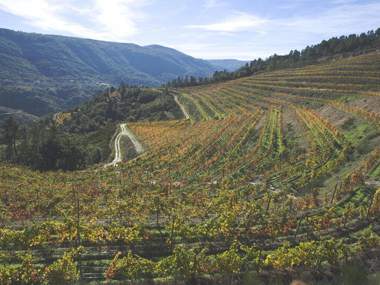 Bodegas Gallegas, Ourense, Spain