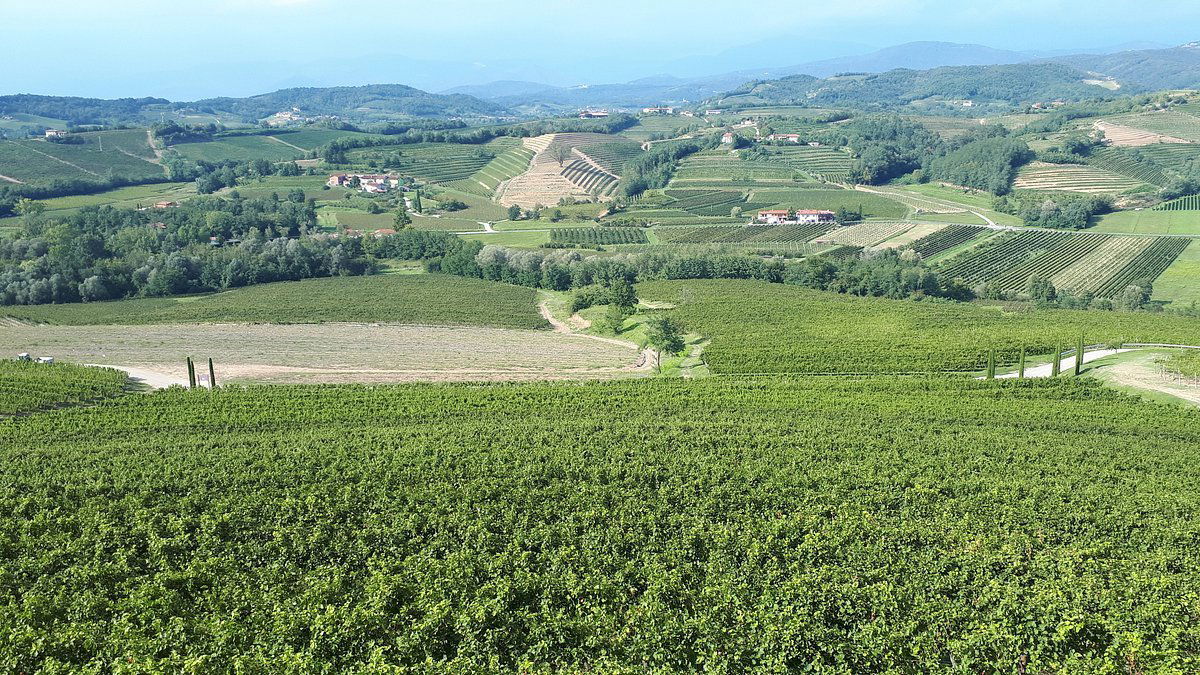 Bucovaz, Winery in San Giovanni al Natisone