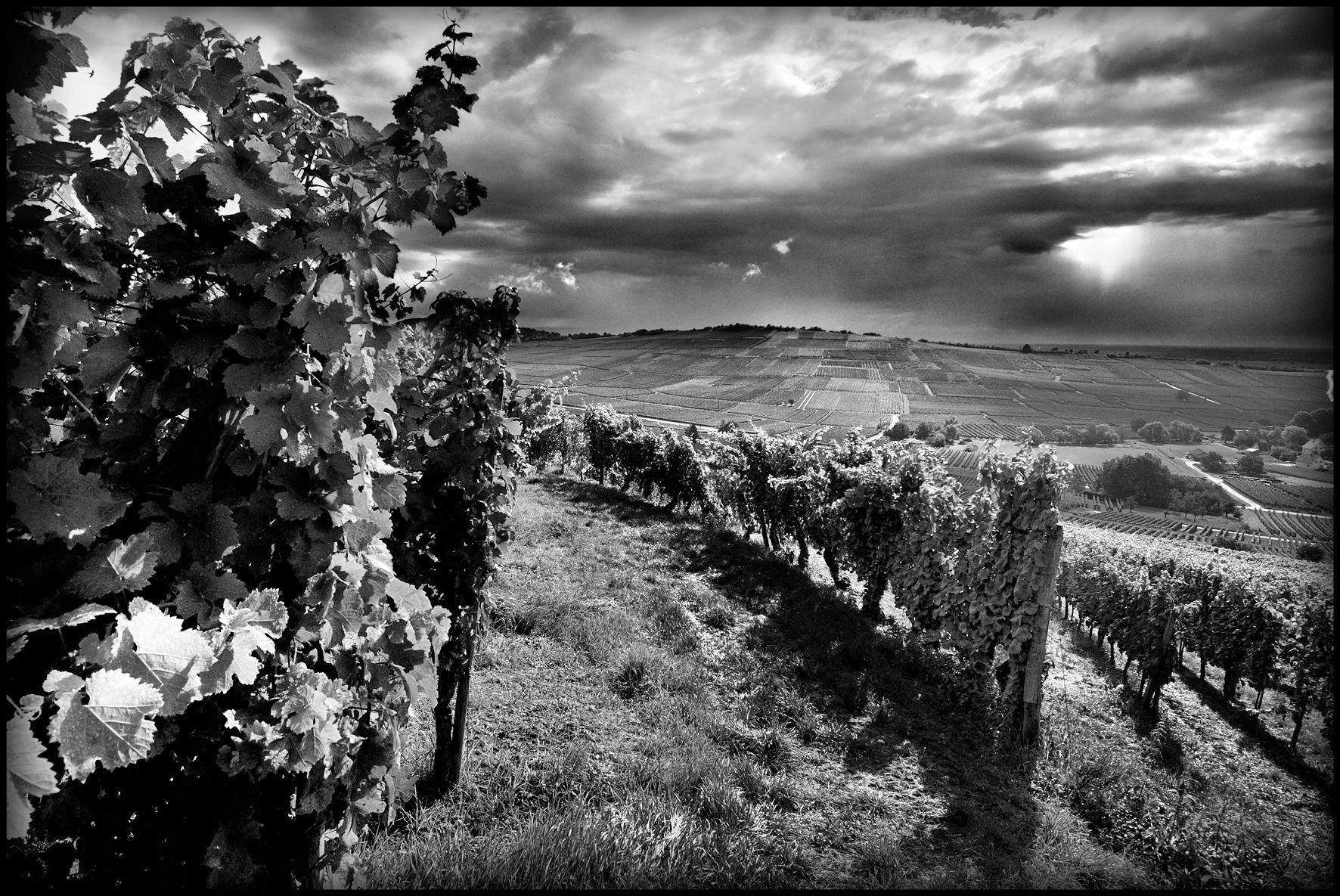 Lucien Albrecht winery in Eguisheim