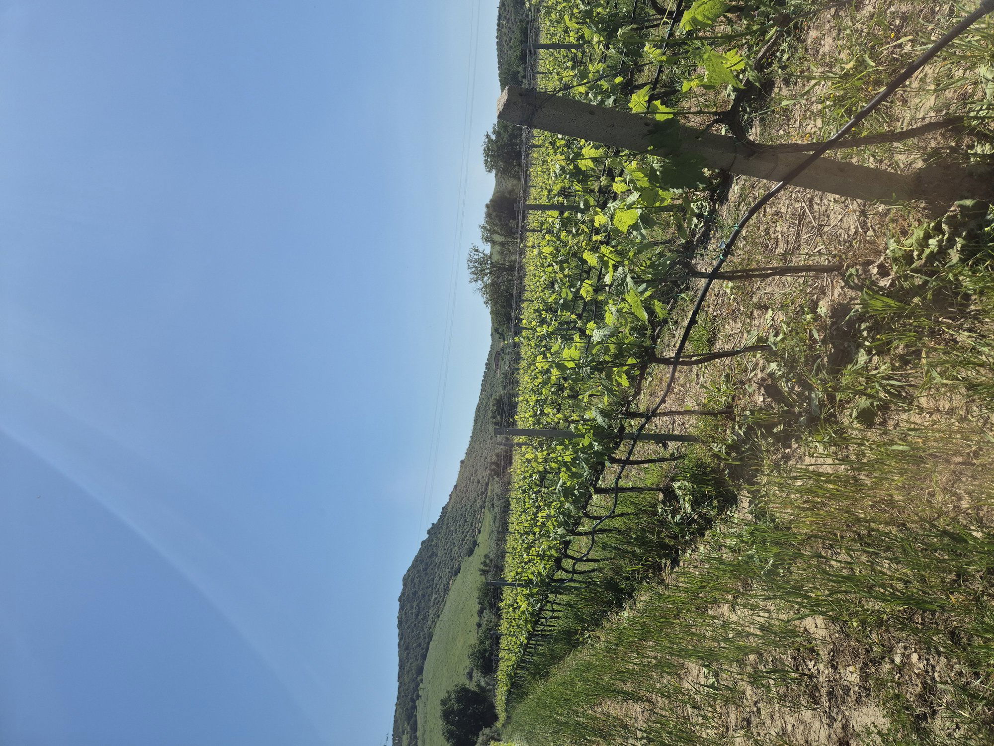 Ceraudo, Winery in Strongoli