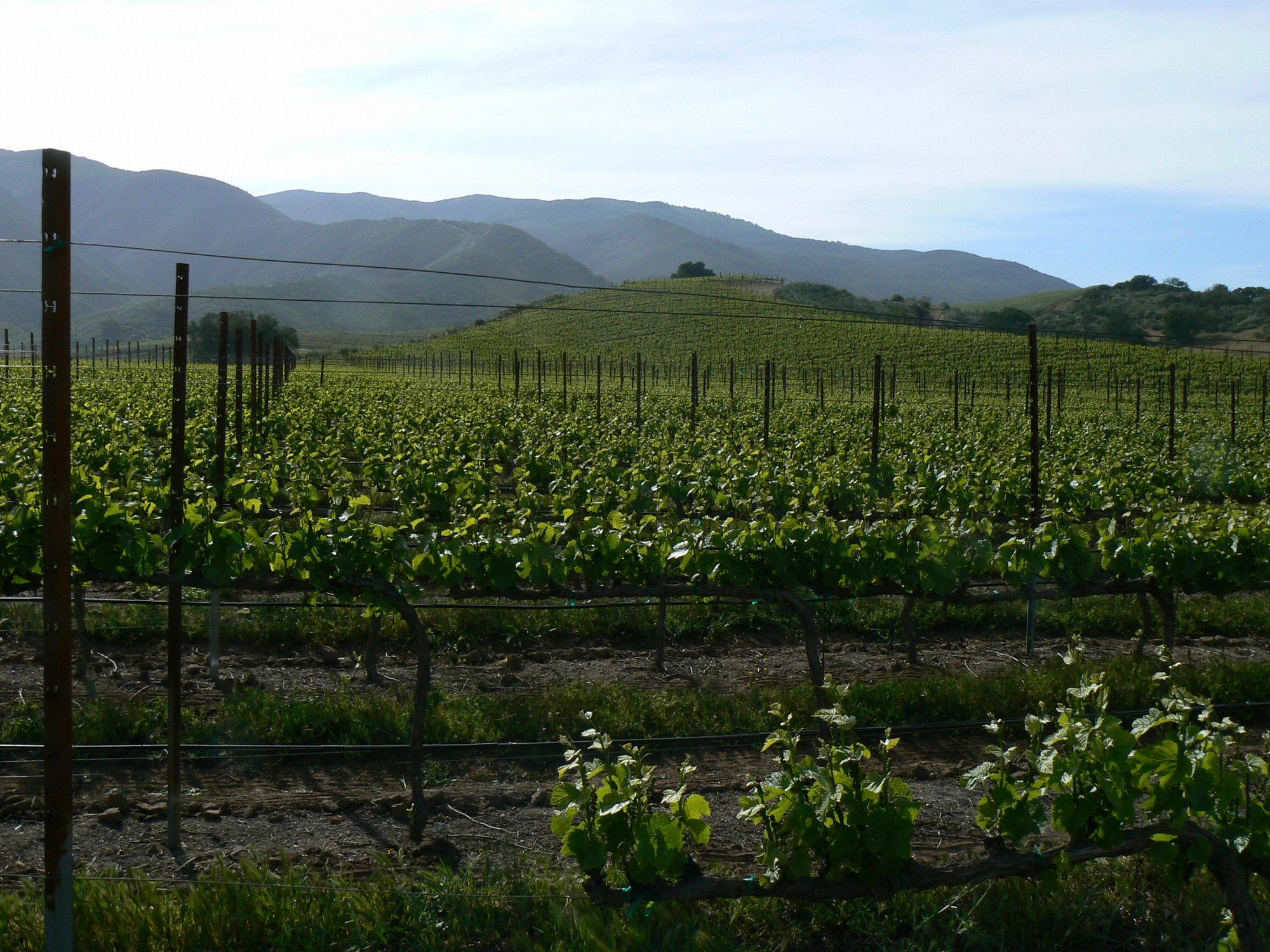 Belle Glos Wine winery in Rutherford, United States