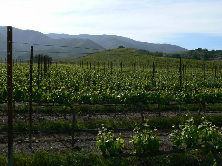Belle Glos Wine, Rutherford, United States
