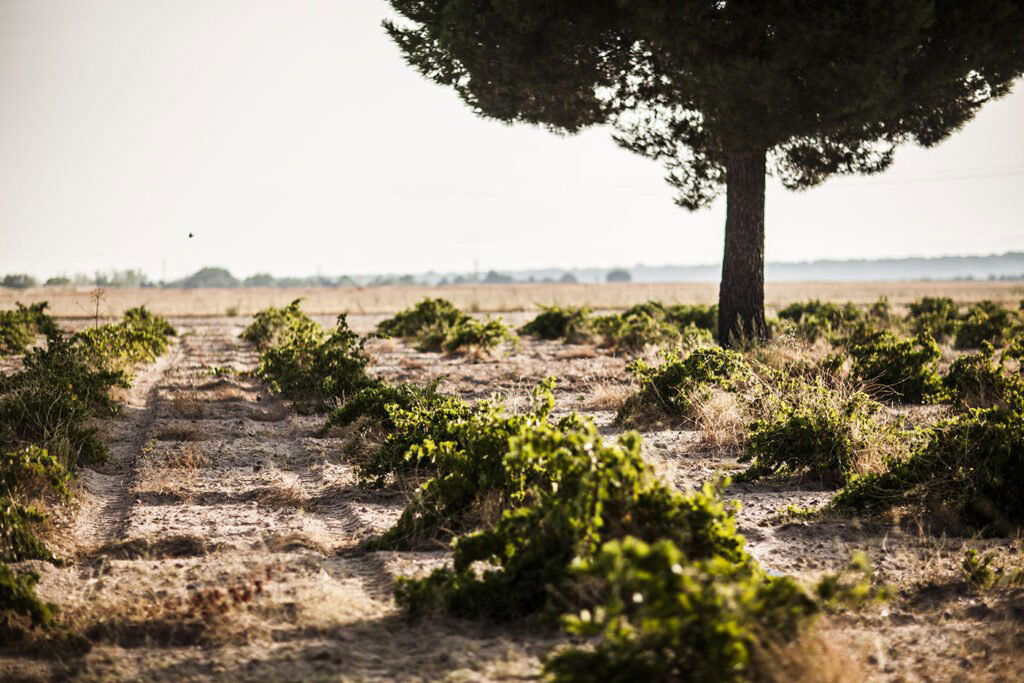 Bodegas Menade, Winery in Rueda