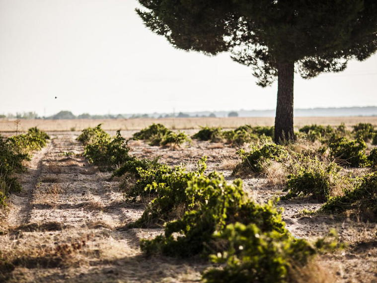 Bodegas Menade, Rueda, Spain