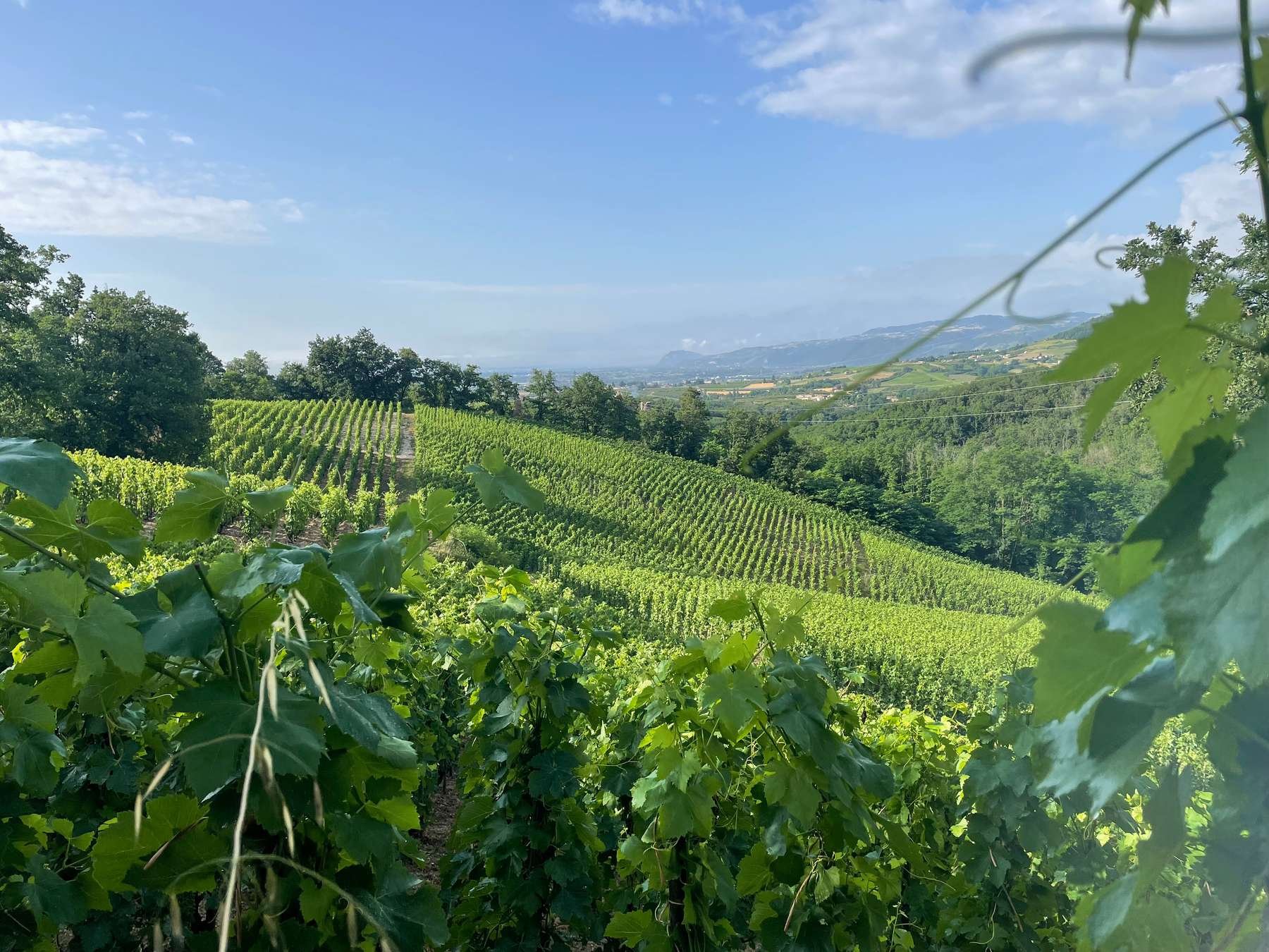 Domaine Belle winery in Larnage
