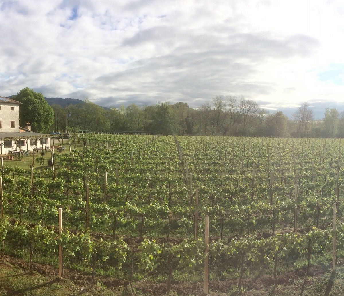 Borgo Col, Winery in Follina