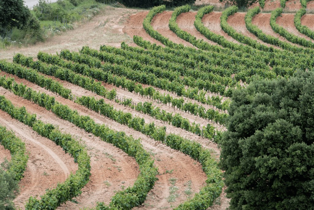 Bodega Frutos Villar S.L.