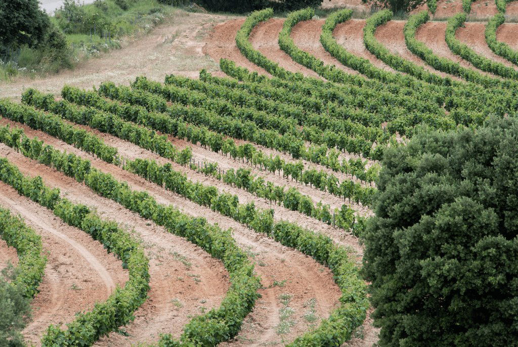 Bodega Frutos Villar S.L., Winery in Toro