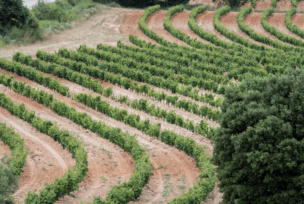 Bodega Frutos Villar S.L. winery in Toro