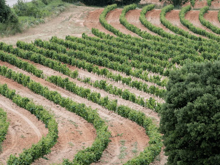 Bodega Frutos Villar S.L., Toro, Spain