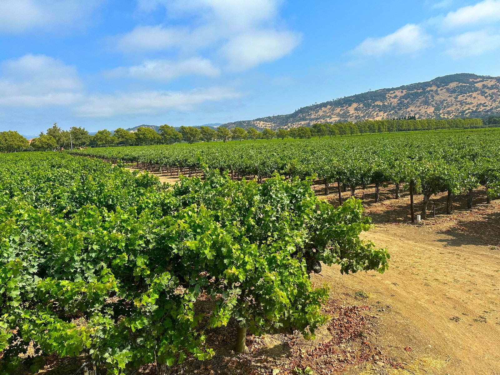 Teaderman Vineyards