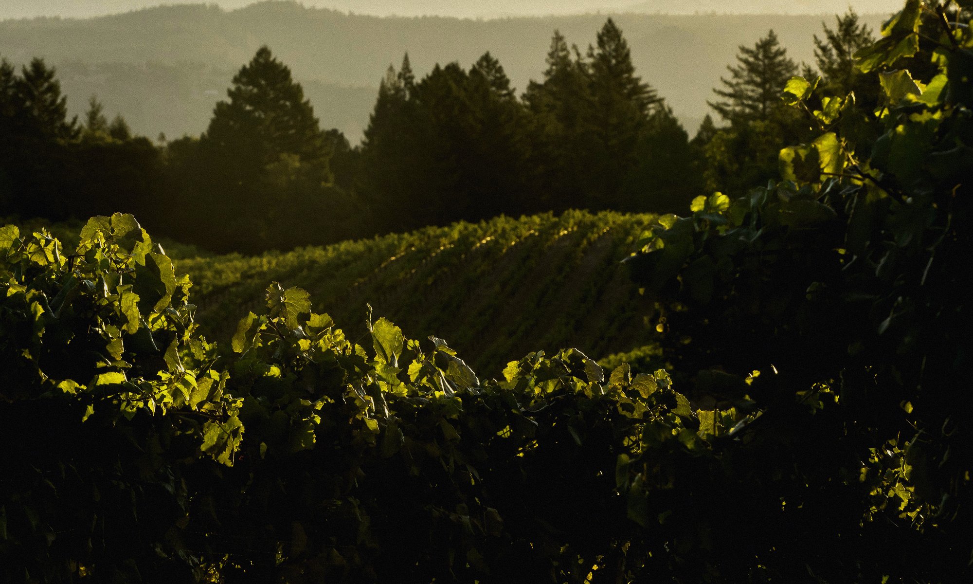 Venge Vineyards winery in Calistoga, United States