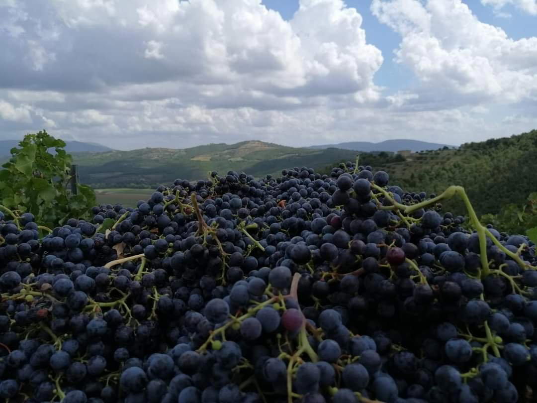 Cantina Nofrini winery in Magione