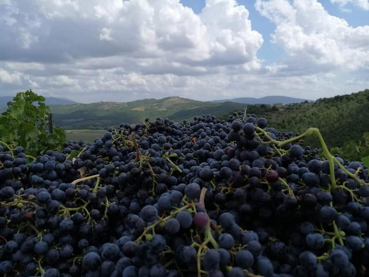 Cantina Nofrini, Magione, Italy