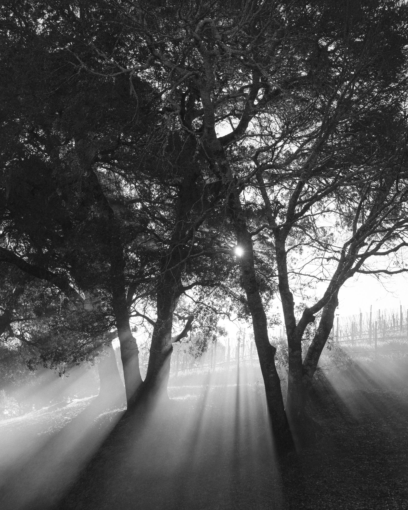 Morning light through trees near the Redwood Grove during The Mascot Dawn Patrol