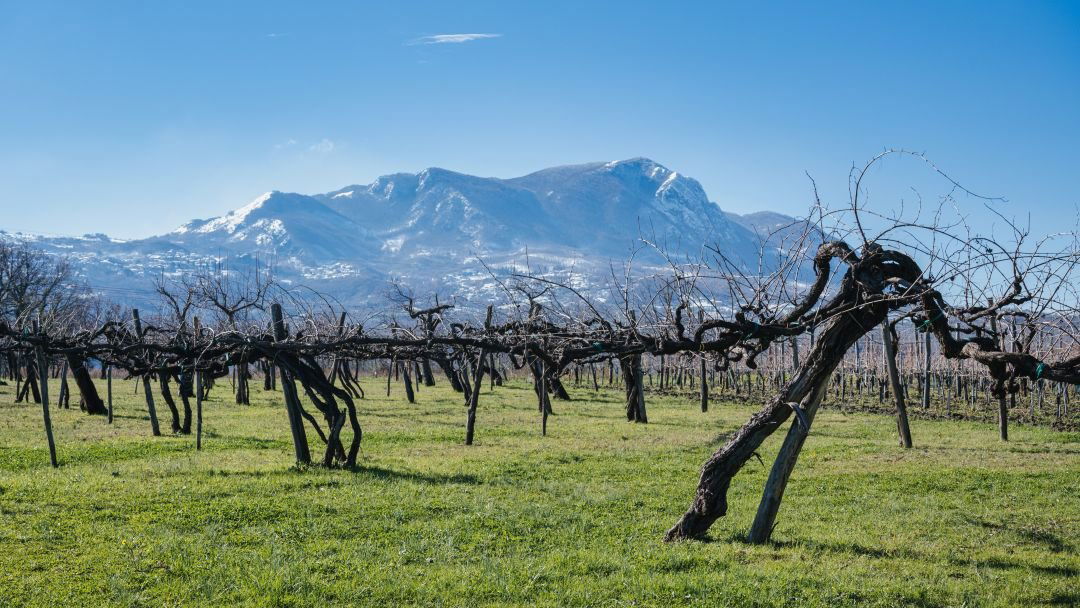 Azienda Agricola Maffini Luigi, Winery in Castellabate