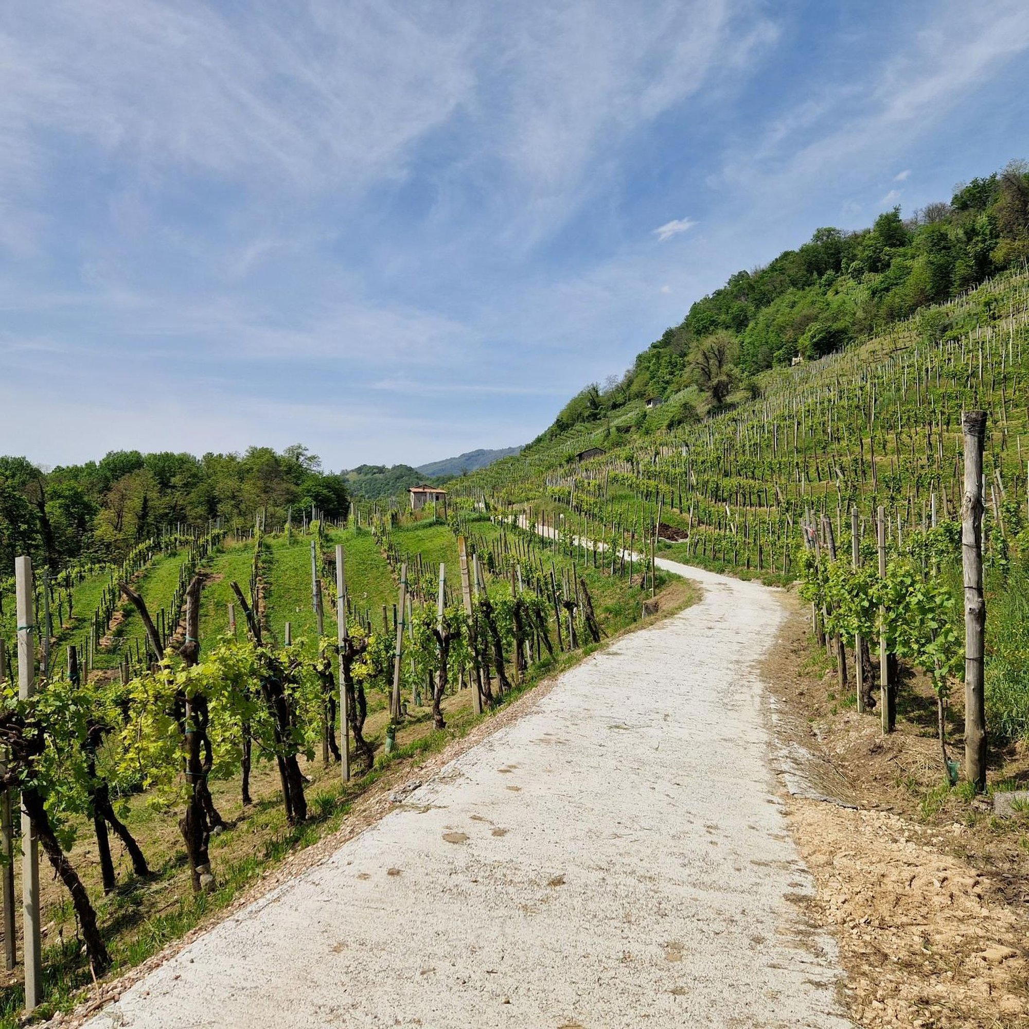 C. C. Soligo winery in Pieve Di Soligo