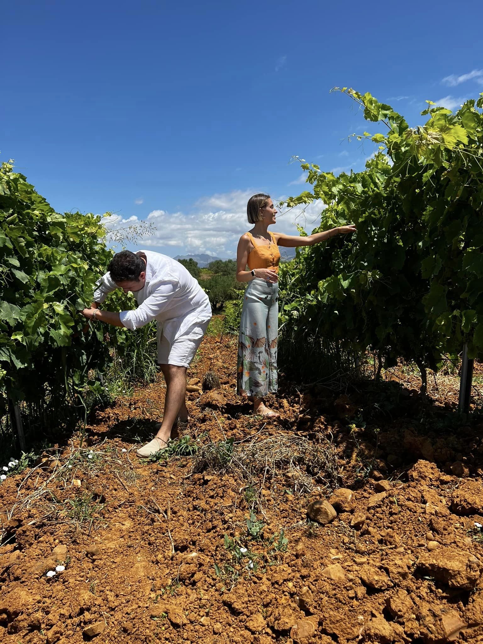 Azienda Vitivinicola Tola, Winery in Partinico