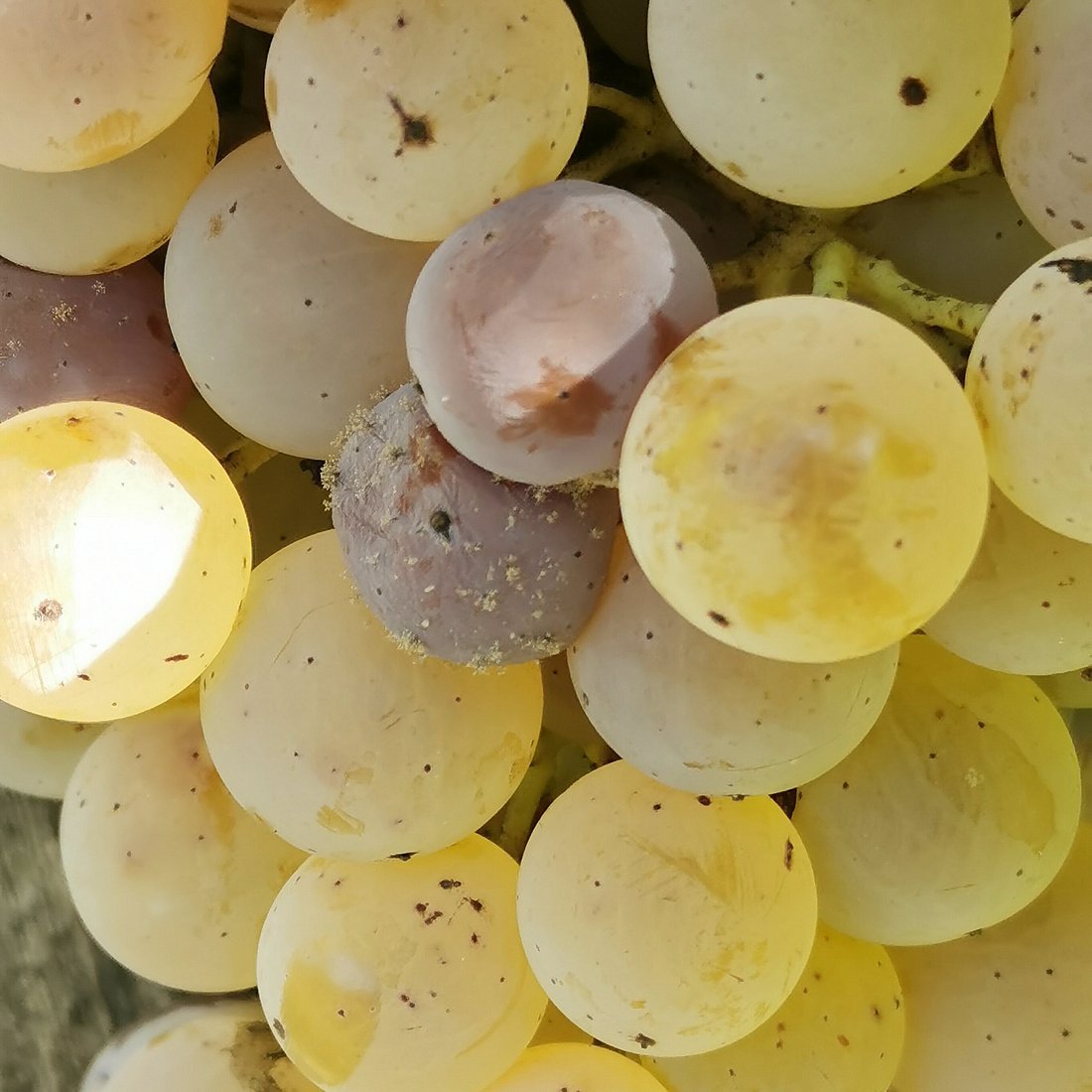Barberani, Winery in Orvieto