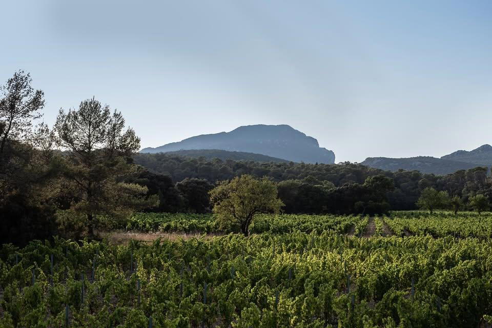 Domaine Clavel winery in Assas