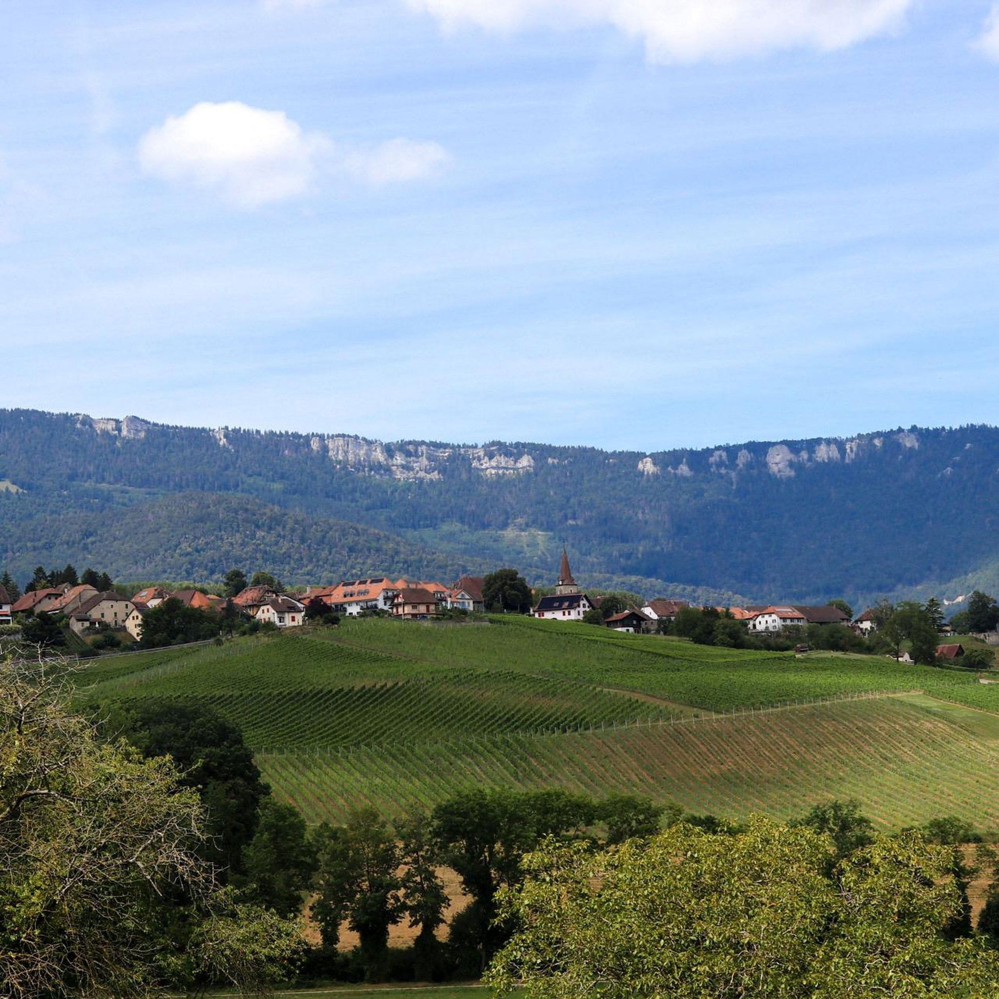 Château de Valeyres, Winery in Valeyres Sous Rances