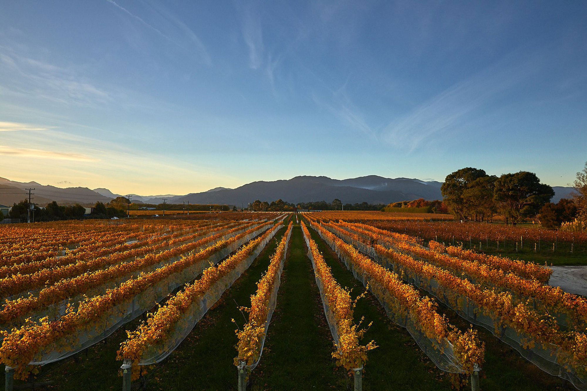 Nautilus Estate, Winery in Renwick