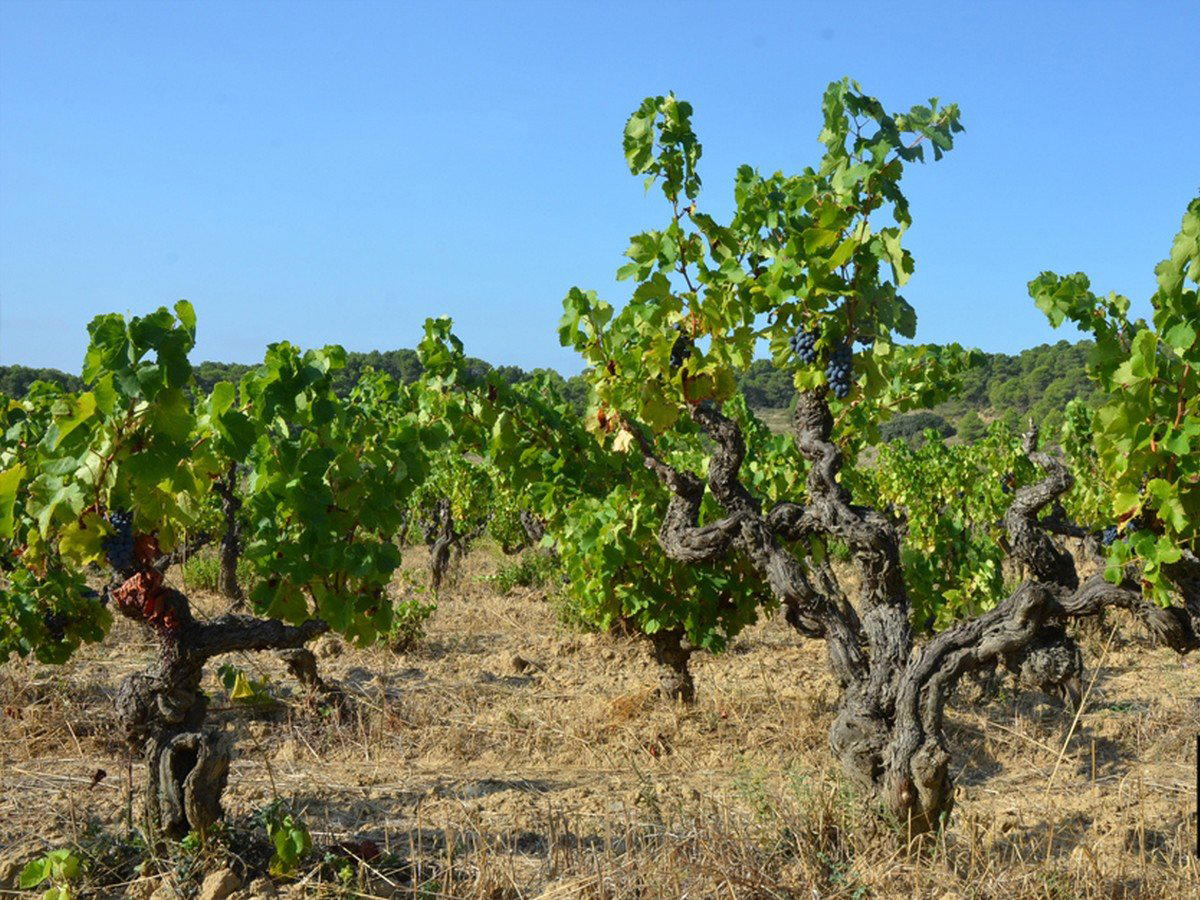 Domaine La Tour Boisée, Laure Minervois, France