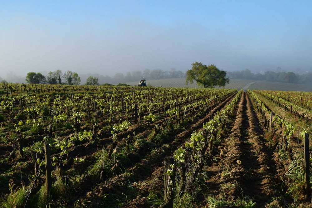 Domaines Landron, Haye Fouassiere, France