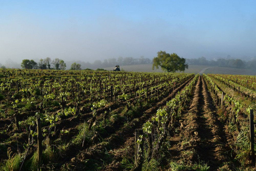 Domaines Landron, Winery in Haye Fouassiere