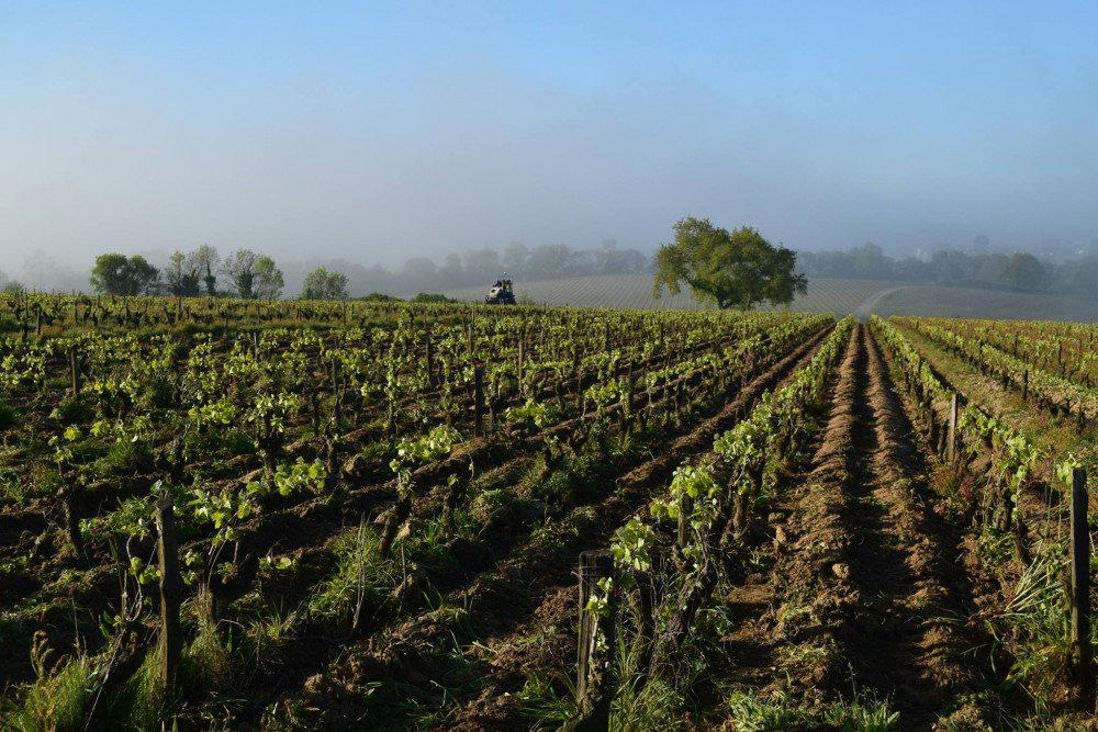 Domaines Landron winery in Haye Fouassiere